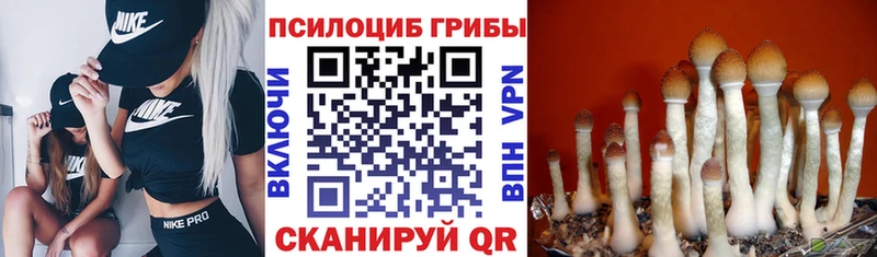 продажа наркотиков  Фокино  Псилоцибиновые грибы Psilocybe 